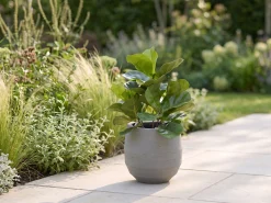 Designplants/Luca Lifestyle Lyrata kunstplant (h:45cm) met Bordo Balloon bloempot