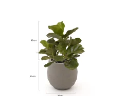 Designplants/Luca Lifestyle Lyrata kunstplant (h:45cm) met Bordo Balloon bloempot