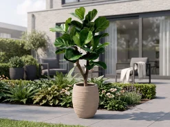 Designplants/Luca Lifestyle Lyrata Y kunstboom (h:130cm) met Bordo Tall Balloon bloempot