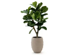 Designplants/Luca Lifestyle Lyrata Y kunstboom (h:130cm) met Bordo Tall Balloon bloempot