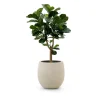 Designplants/Luca Lifestyle Lyrata Y kunstboom (h:170cm) met Bordo Tall Balloon bloempot