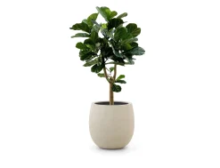 Designplants/Luca Lifestyle Lyrata Y kunstboom (h:170cm) met Bordo Tall Balloon bloempot