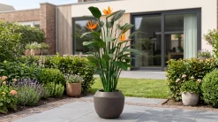 Designplants/Luca Lifestyle Strelitzia kunstplant (h:145cm) met Ruvido Combi bloempot