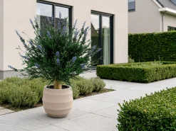 Designplants/Luca Lifestyle Lavendel bol kunstplant (h:60cm) met Bordo Balloon bloempot