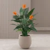 Designplants/Luca Lifestyle Strelitzia kunstplant (h:115cm) met Bordo Balloon bloempot
