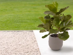 Designplants/Luca Lifestyle Lyrata kunstplant (h:45cm) met Bordo Balloon bloempot