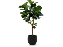 Designplants/Luca Lifestyle Lyrata Y kunstboom (h:170cm) met Grigio Balloon bloempot