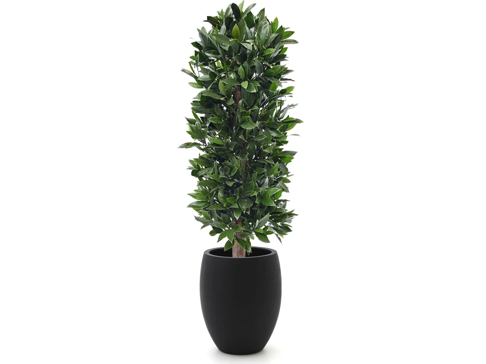 Designplants/Luca Lifestyle Laurier kolom kunstplant (h:125cm) met Grigio Tall Balloon bloempot