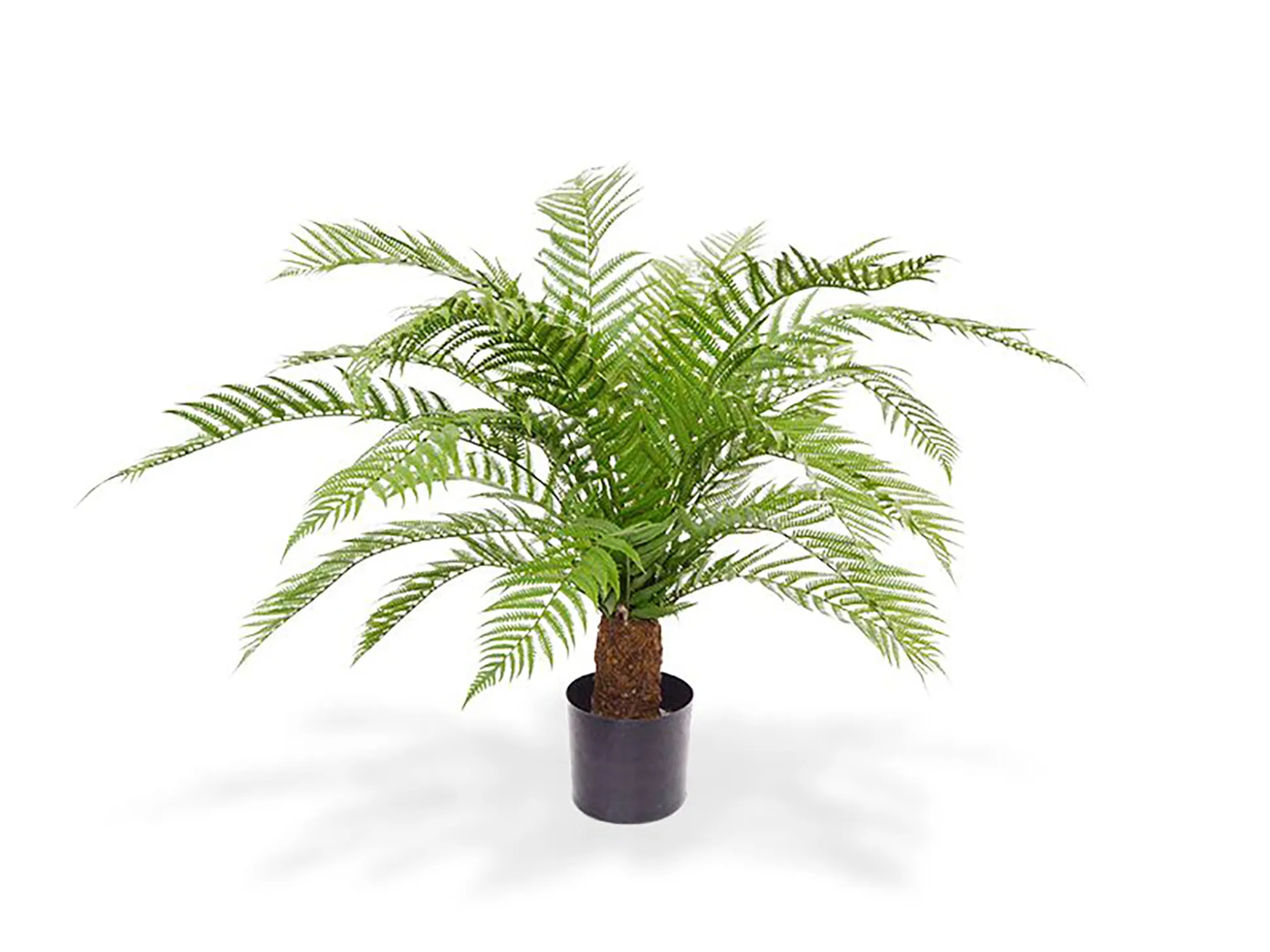 Designplants/Luca Lifestyle Alsophillia varen kunstplant (h:80cm) met Grigio New Egg bloempot
