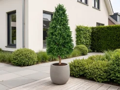 Designplants/Luca Lifestyle Buxus tower kunstplant (h:140cm) met Grigio Balloon bloempot