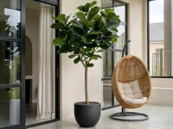 Designplants Lyrata Y kunstboom (h:170cm)